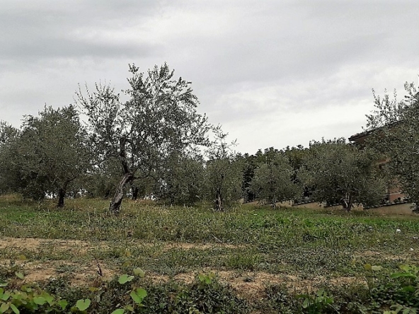 Terreno edificabile in vendita a Basciano