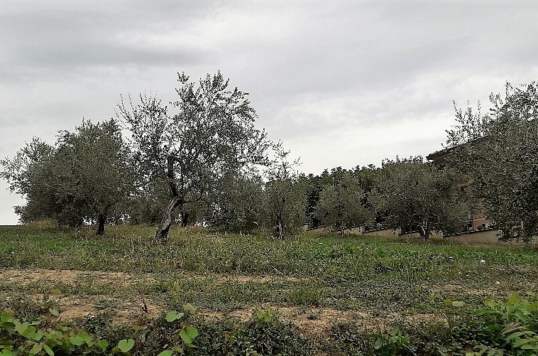 Terreno edificabile in vendita a Basciano