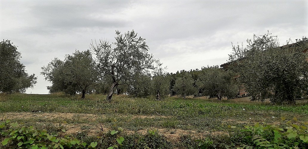 Terreno edificabile in vendita a Basciano