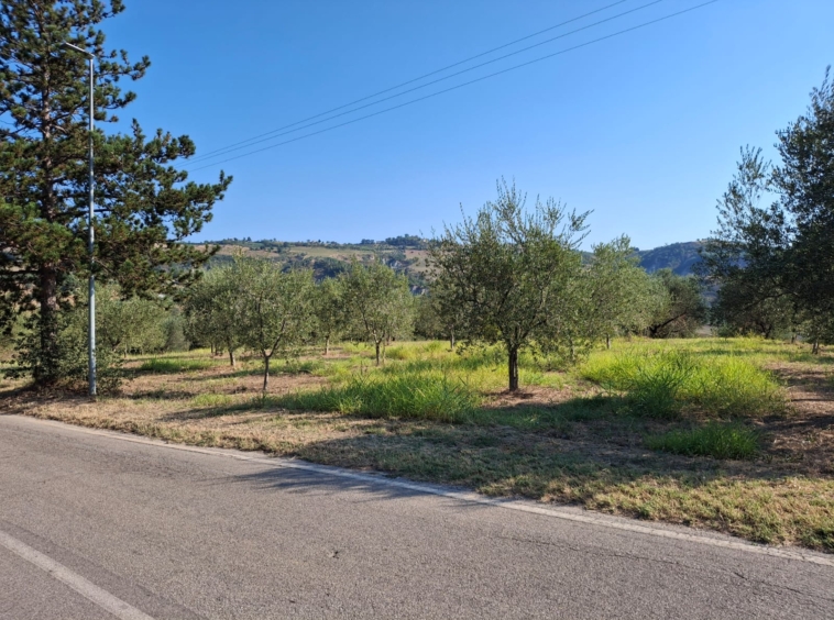 Terreno agricolo in vendita a Montefino