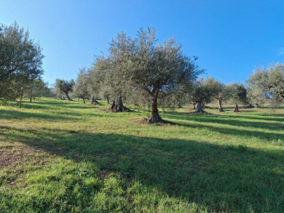 Terreno in vendita a Basciano